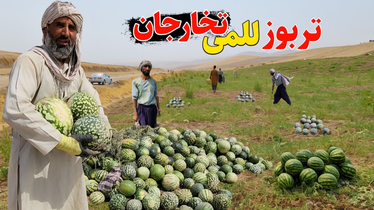 آغاز برداشت تربوز در دشت های للمی تخار - کشت و زرع هزاران جریب زمین تربوز در دهکده ما