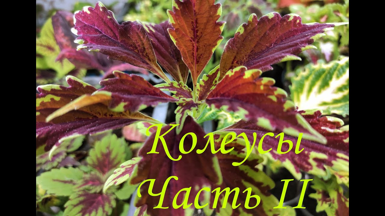 Мои колеусы в конце сентября по сортам. Вторая часть.