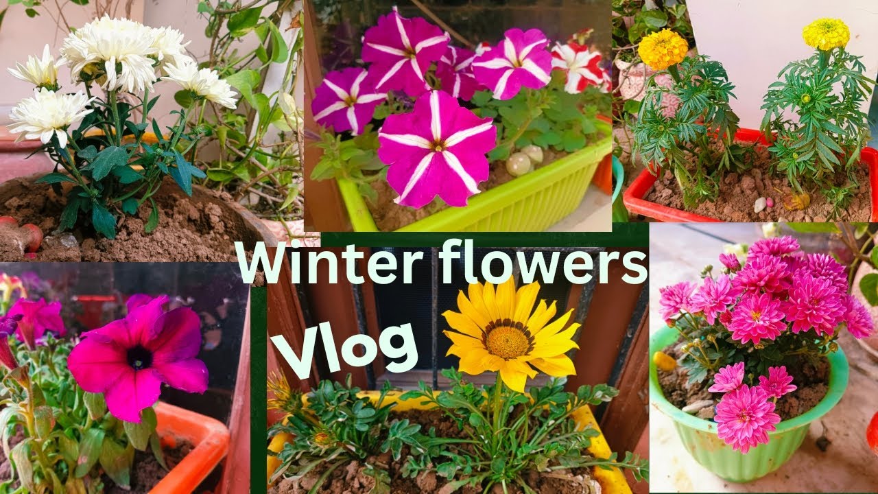 सर्दियों के फूलों  में इतनी अधिक की वैरायटी !Beautiful Flowers Petunia, gajania and crisanthemum ...