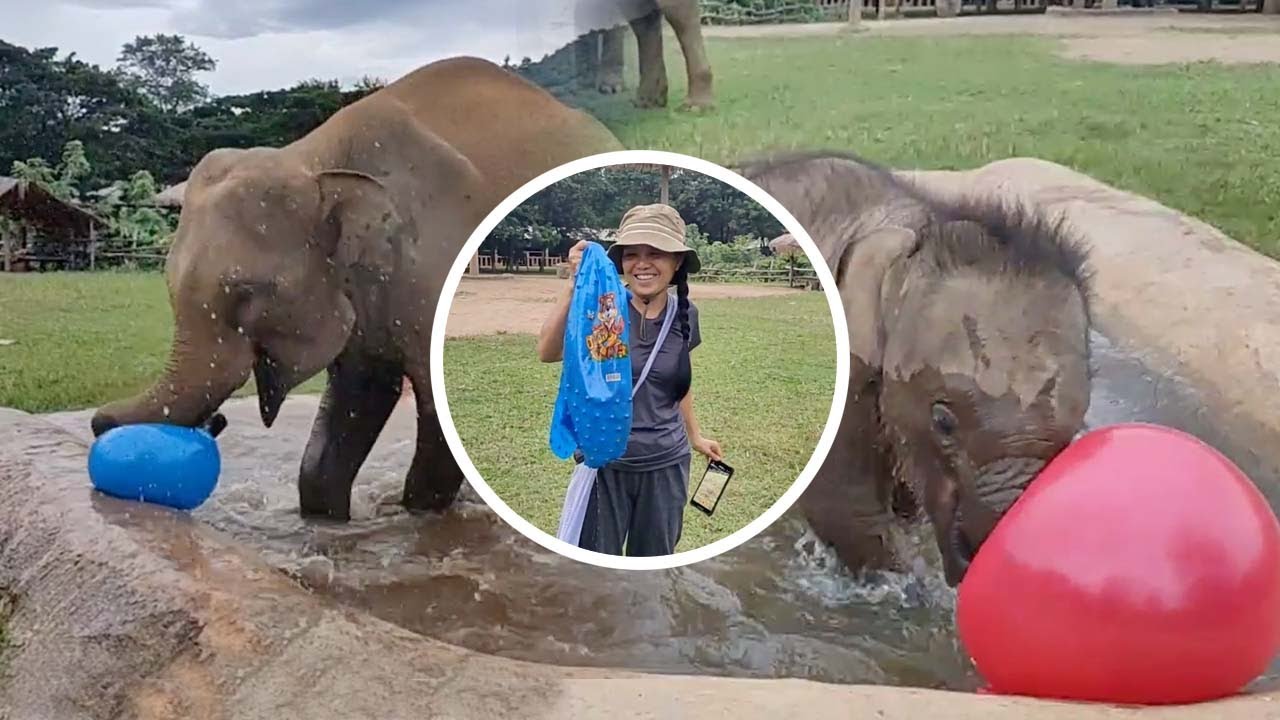 Pool time for baby Chaba & BunMa 🐘🐘 💦- EleFlix