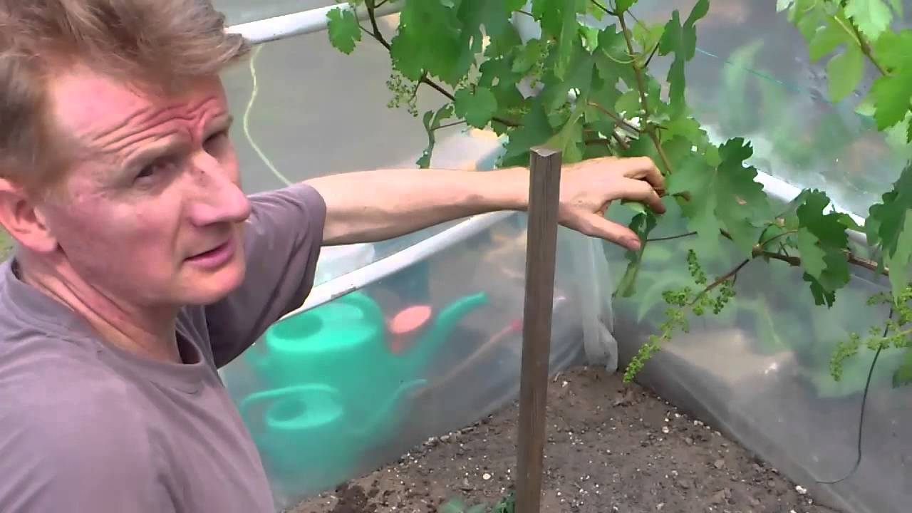 Winorośl Jak nie przeciążyć młodego krzewu owocowaniem