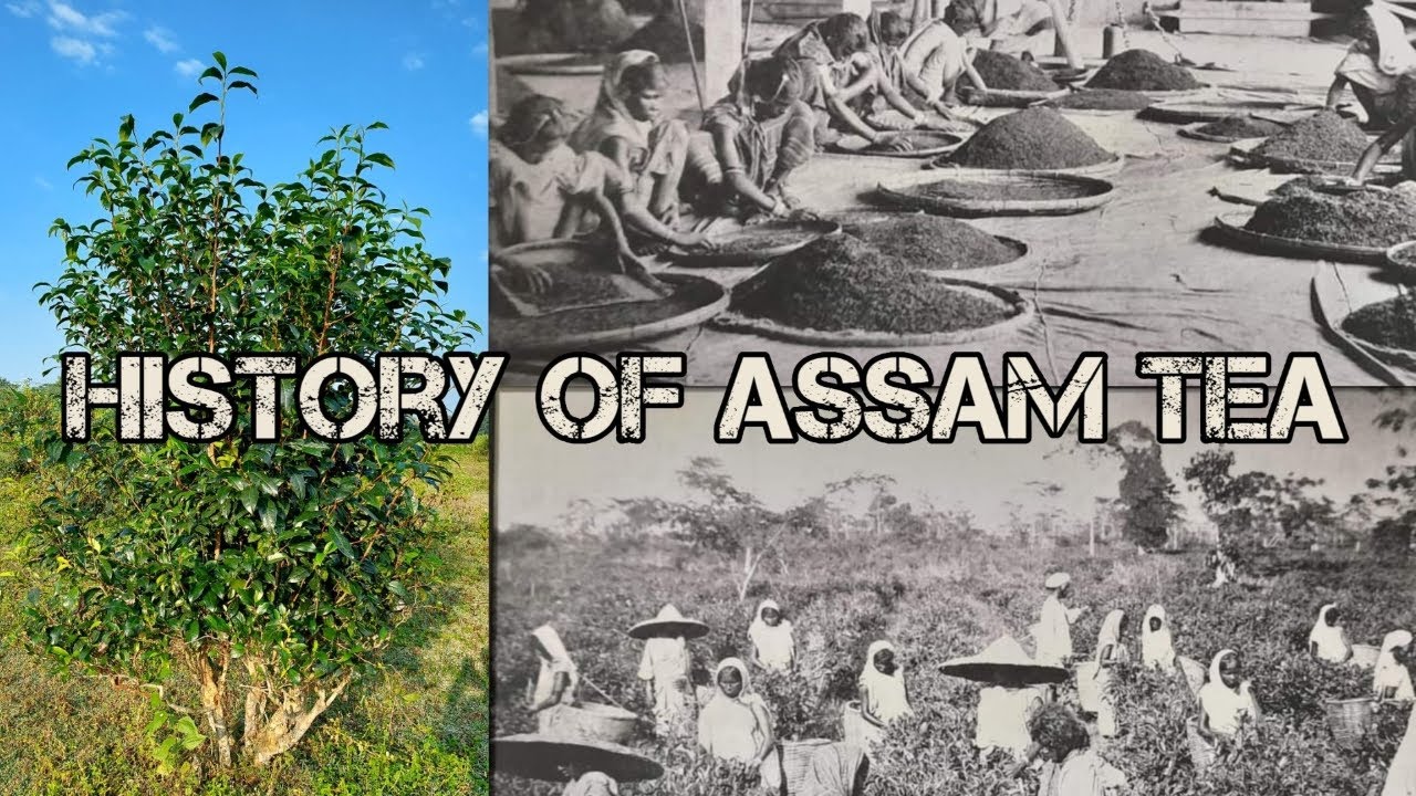 History of Assam Tea  | असम चाय का इतिहास