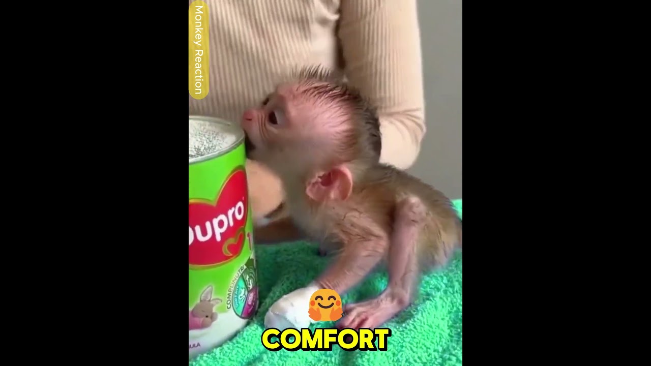Bending Body Sucking Pipe baby Monkey !!