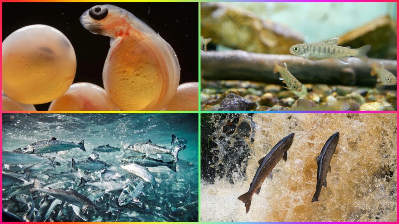Ciclo de Vida de los Animales y Plantas con Ejemplos (Plantas, Salm&oacute;nes y Humanos)