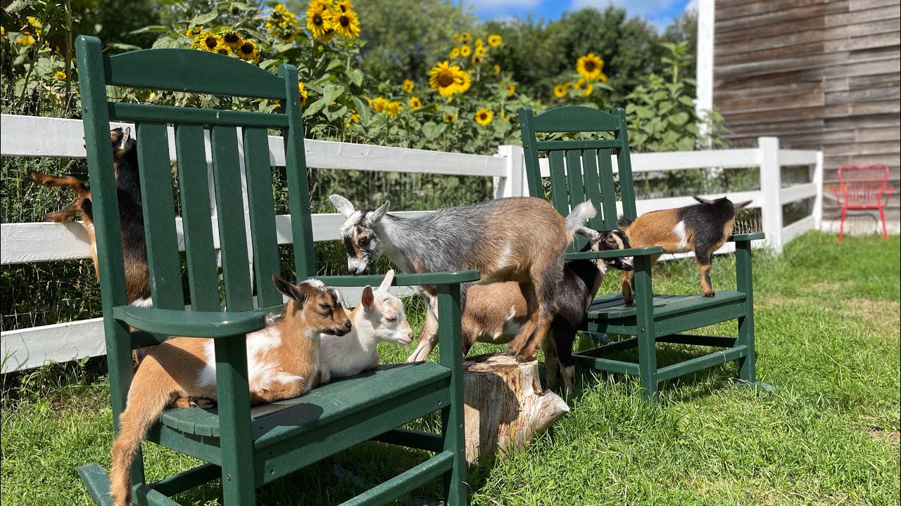 Goats make time to EAT the flowers!