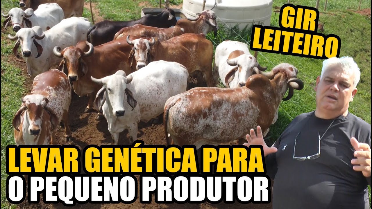 TORNAR O GIR LEITEIRO VIÁVEL PARA PEQUENO SÍTIO