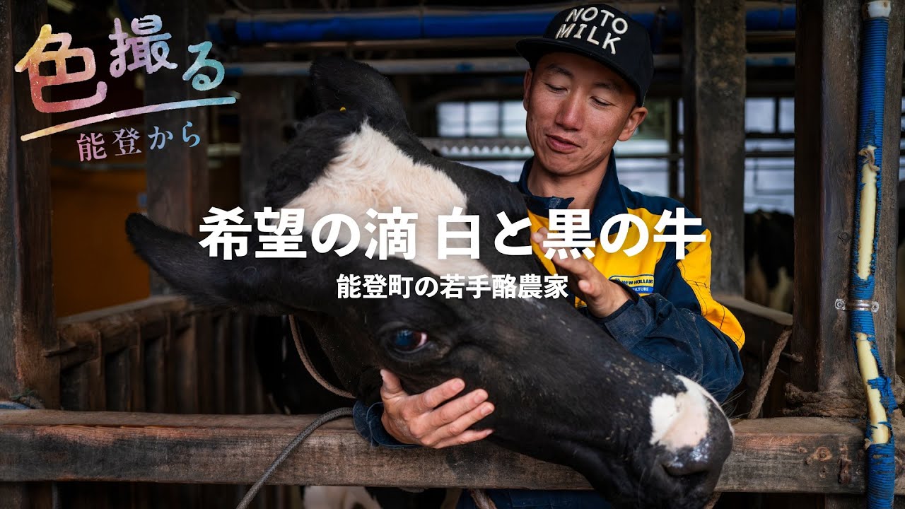 希望の滴、白と黒の牛【色撮る⑧能登地震被災地から】