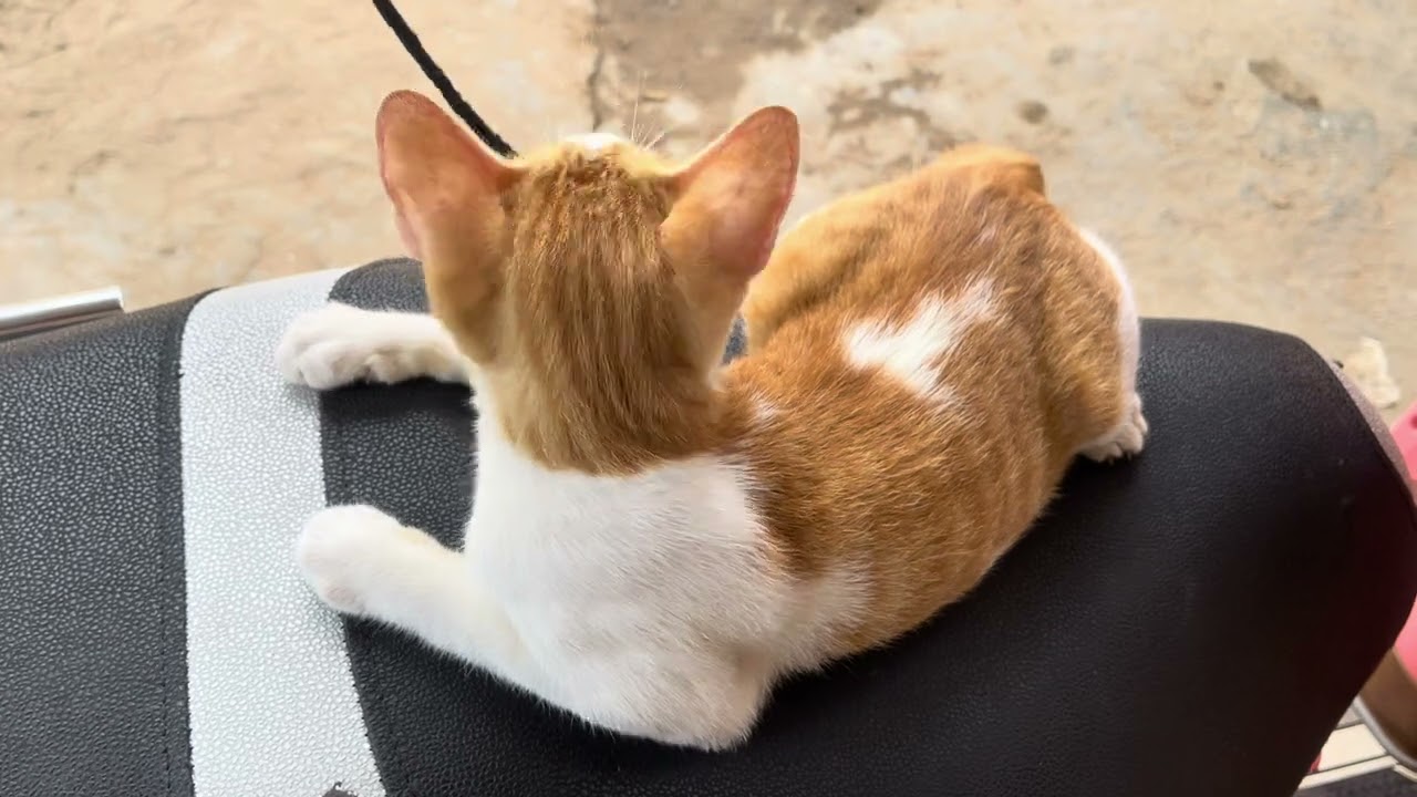 #cat #cute #meow 😍