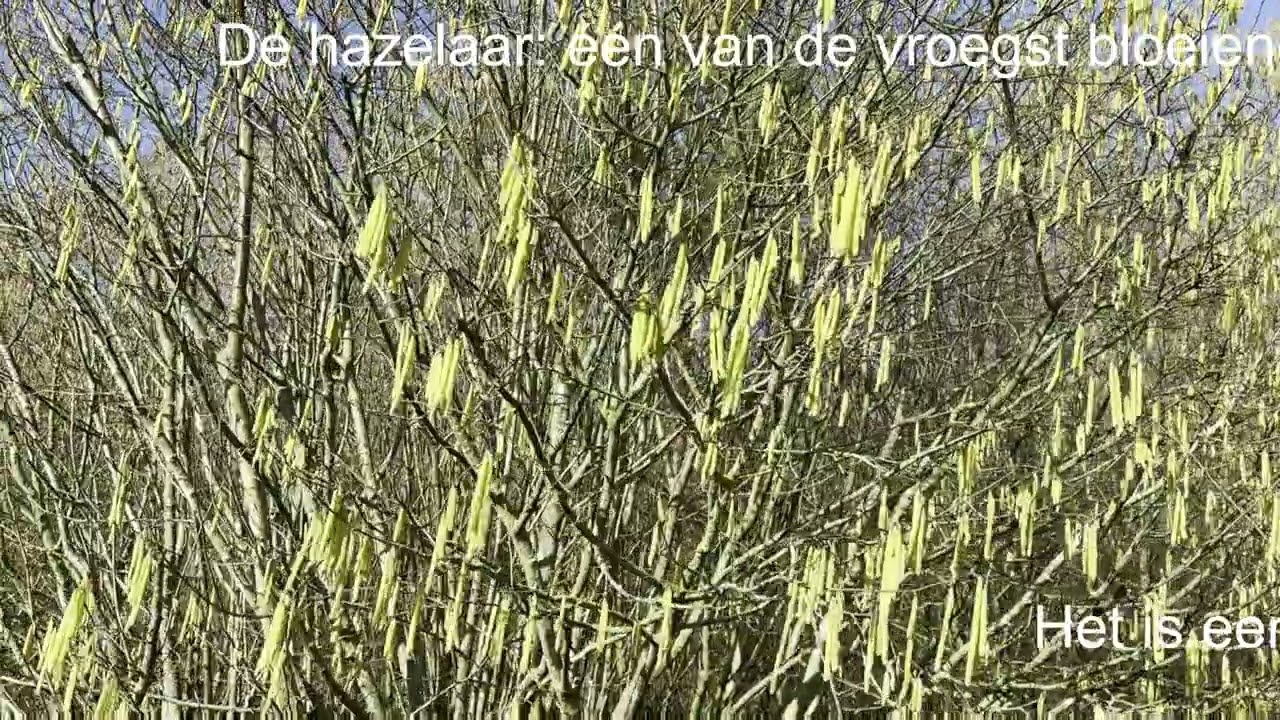 De hazelaar: één van onze vroegst bloeiende katjes!