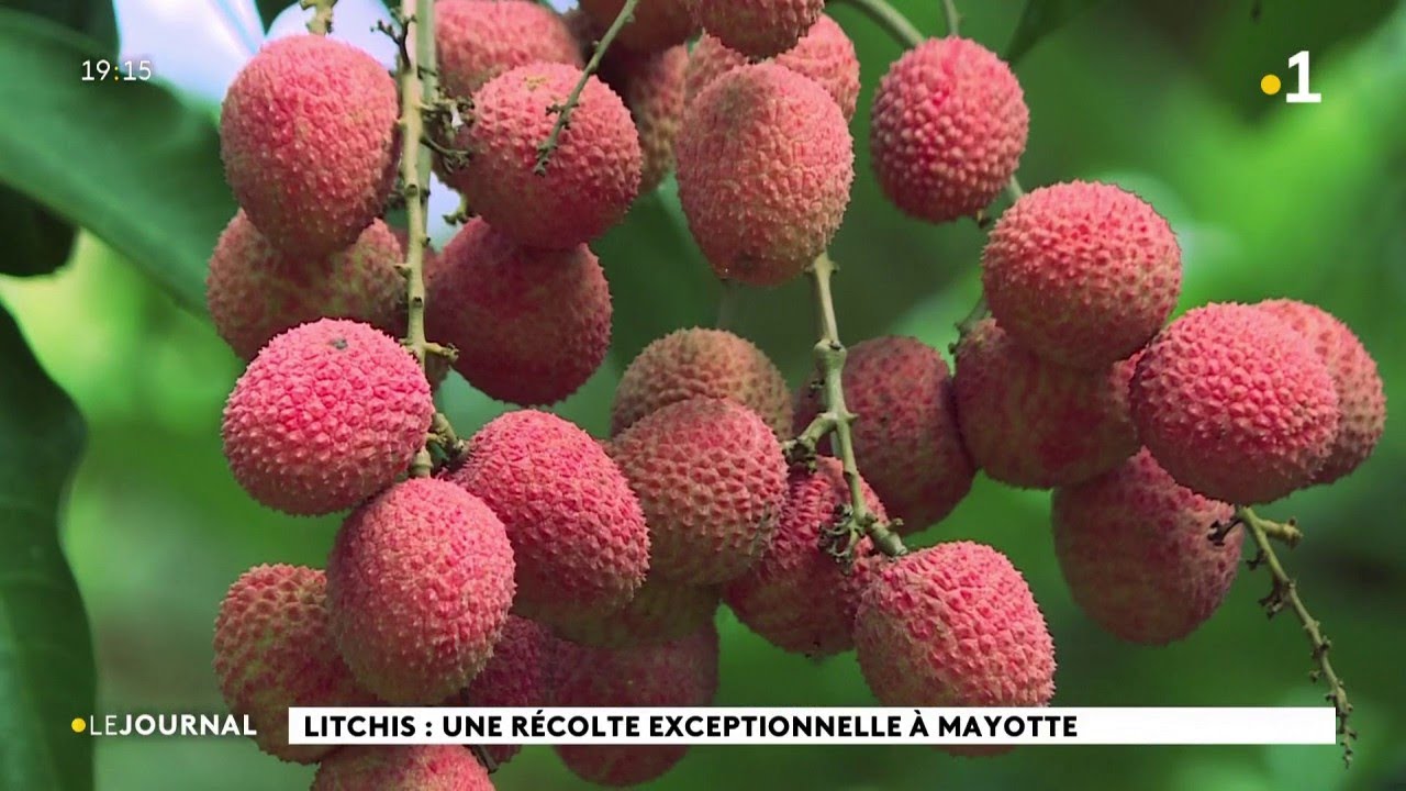 Litchis : une récolte exceptionnelle à Mayotte