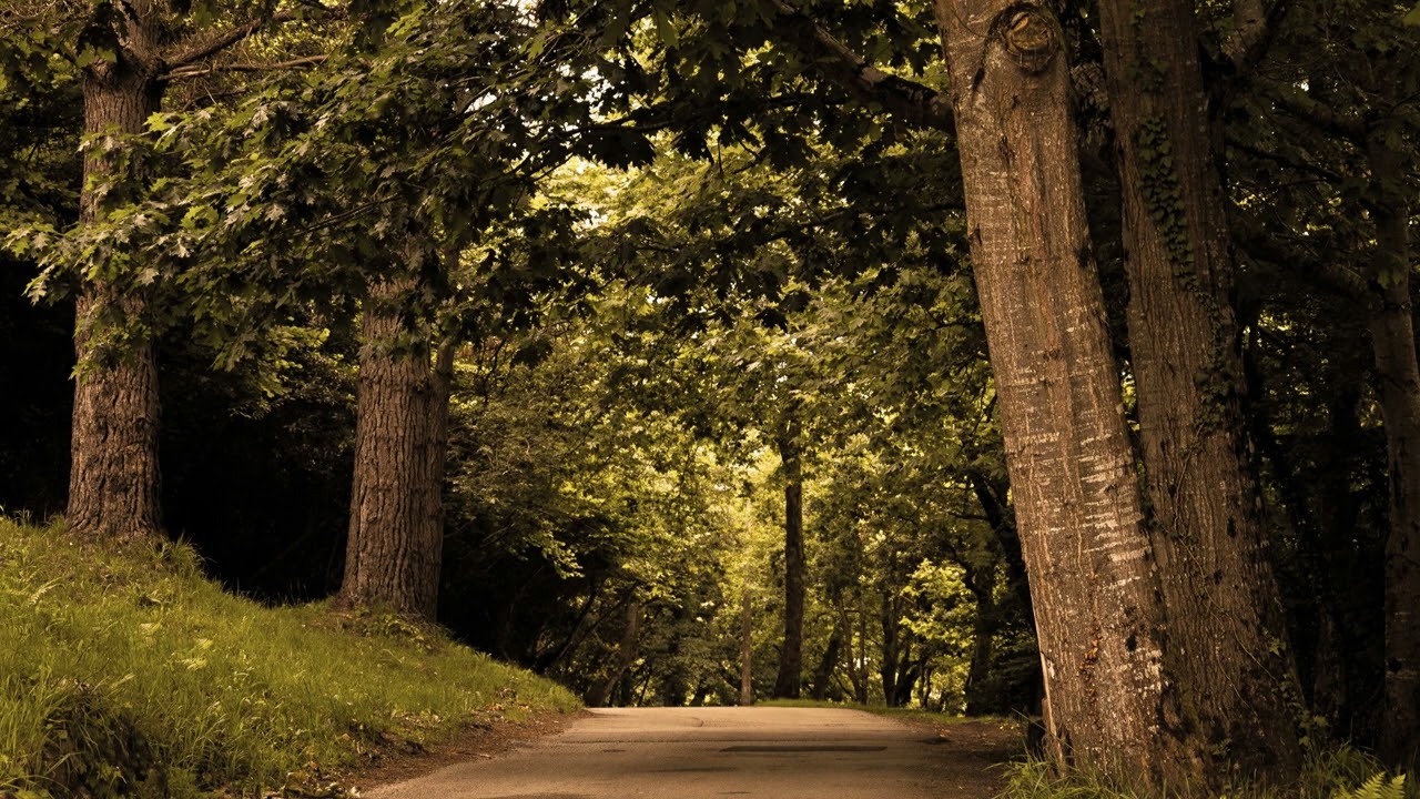 8 Hours Oak Forest Sounds | Relaxing Nature Ambience | Peaceful Forest Sounds