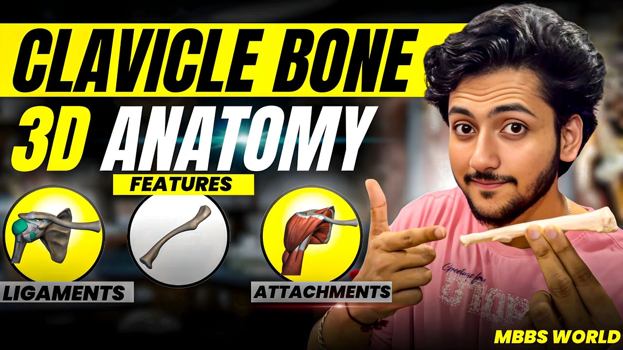Clavicle Bone Anatomy 3D - Upper Limb | Attachments of Clavicle, Ligaments & Features | MBBS World