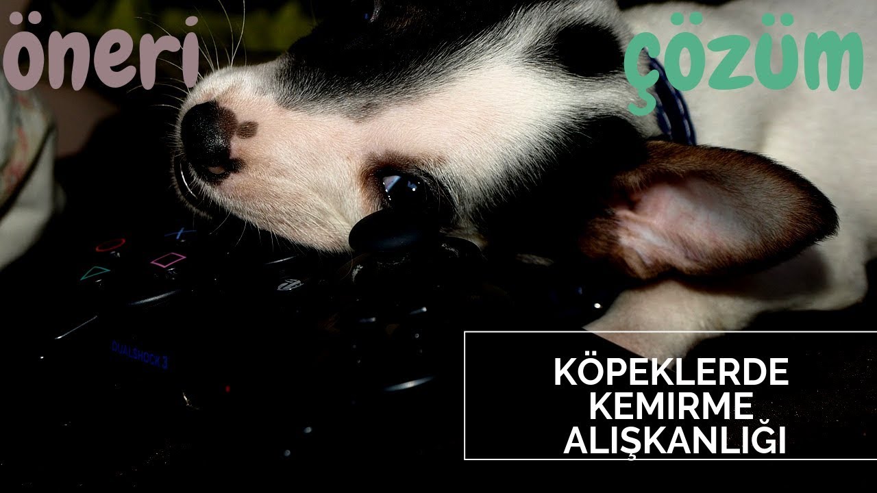 K&Ouml;PEĞİM EŞYALARI KEMİRİYOR   ( K&ouml;pek Eğitimi Videoları )