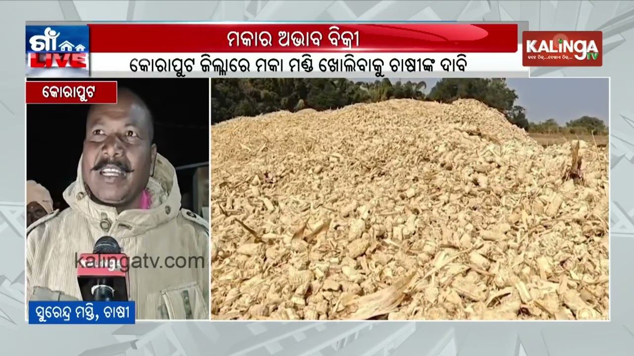 Corn Cultivators Suffer Due to Absence of Market Facilities in Koraput | Kalinga TV 