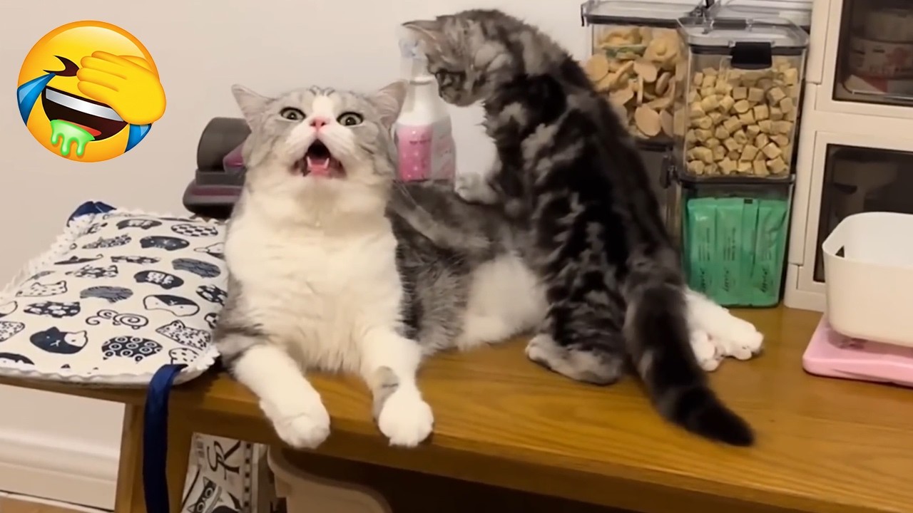 Try Not To Laugh - CUTE and FUNNY CATS - Daily Supply of Internet Cats EP20