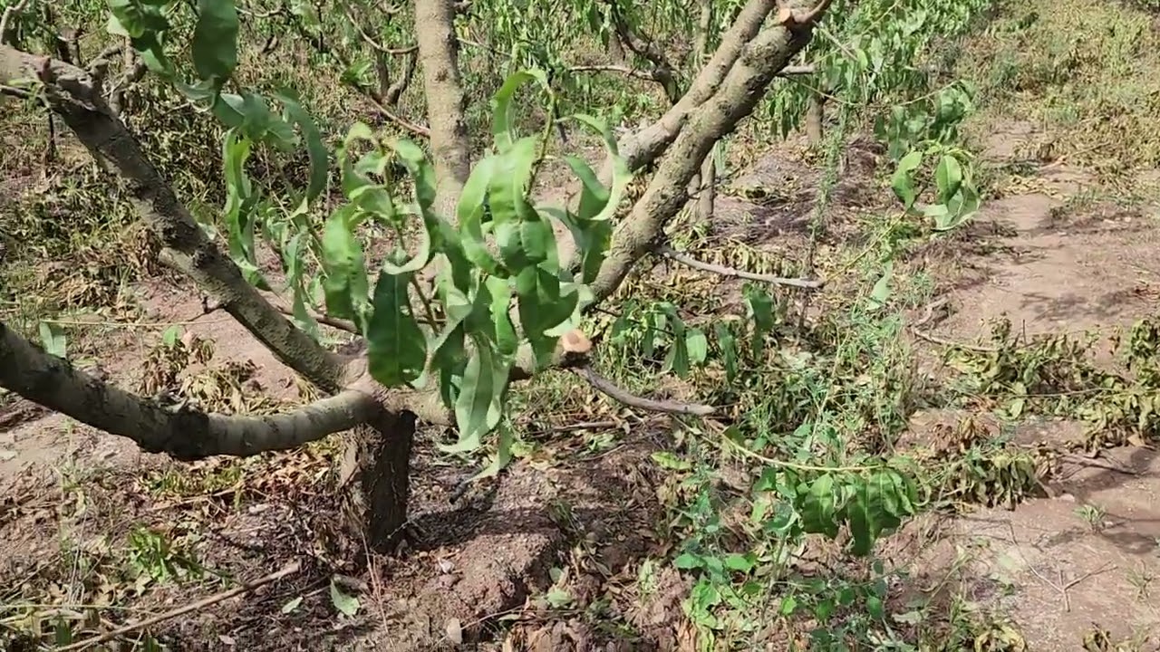 تقليم اشجار الخوخ ( Taille des pêchers 🌳🌿🍑) + برنامج مكافحة بعد التقليم ولاية البليدة 🇩🇿
