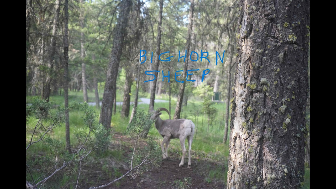 Our 2024 Adventure to Alaska Episode 6 Bighorn Sheep