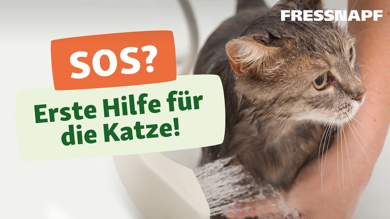 Erste Hilfe bei Katzen