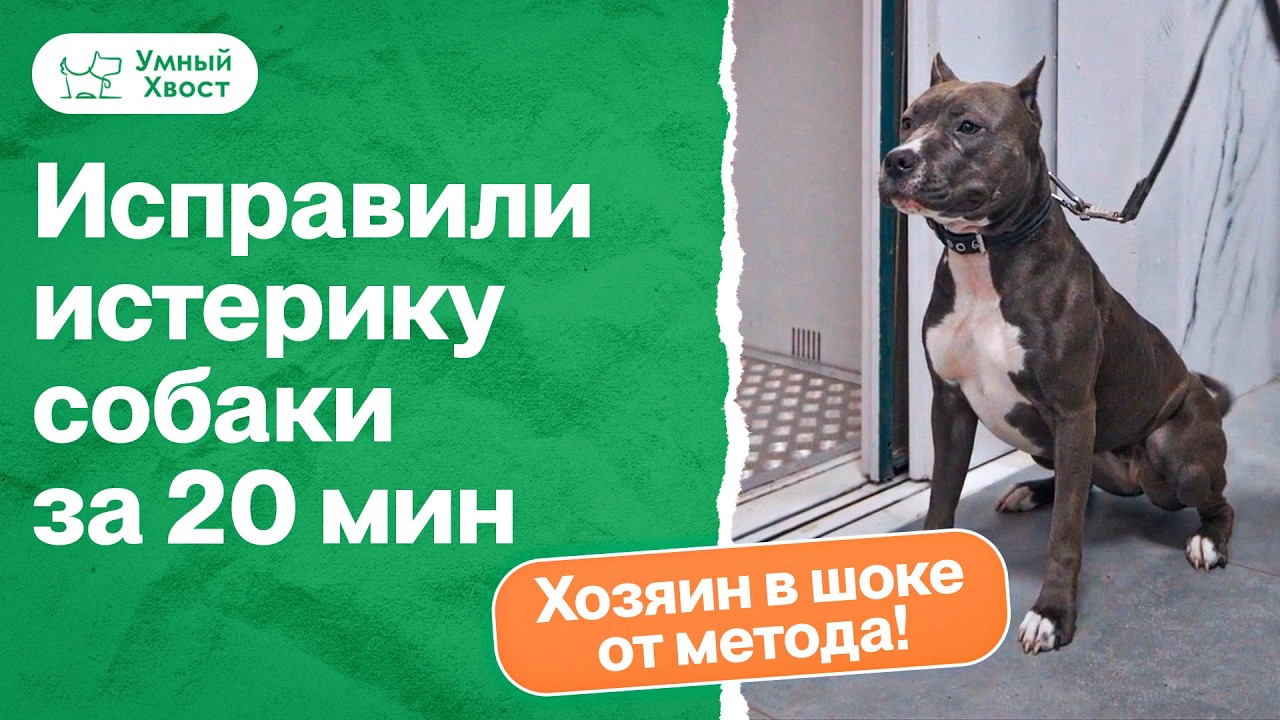 Почему собака громко визжит в подъезде? Как снизить возбуждение и стресс собаки?