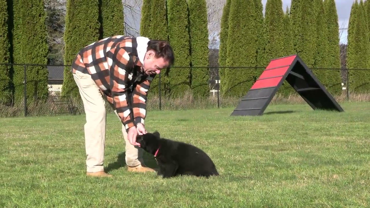 8 Week Old Puppy Training – How to Teach Sit Fast! Kraftwork K9 Pro German Shepherds