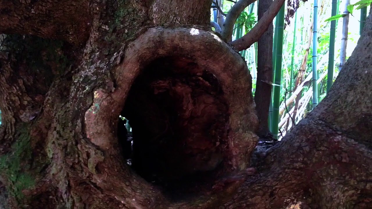 .....................Participation mystique......................               Japan 2019