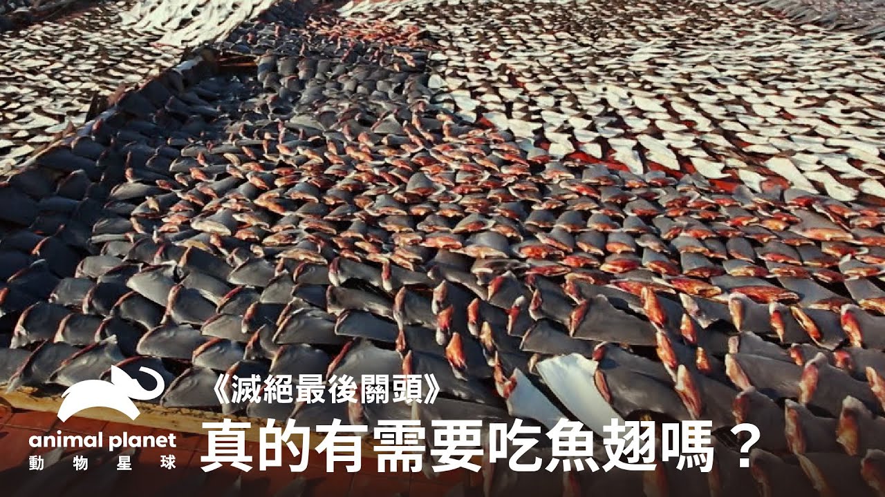 前進世界大型魚翅工廠！你真的需要吃魚翅嗎？｜動物星球頻道
