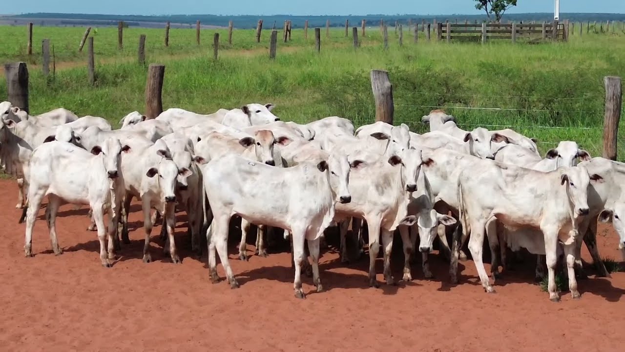 LOTE L3 - LEILÃO DE GADO VIRTUAL