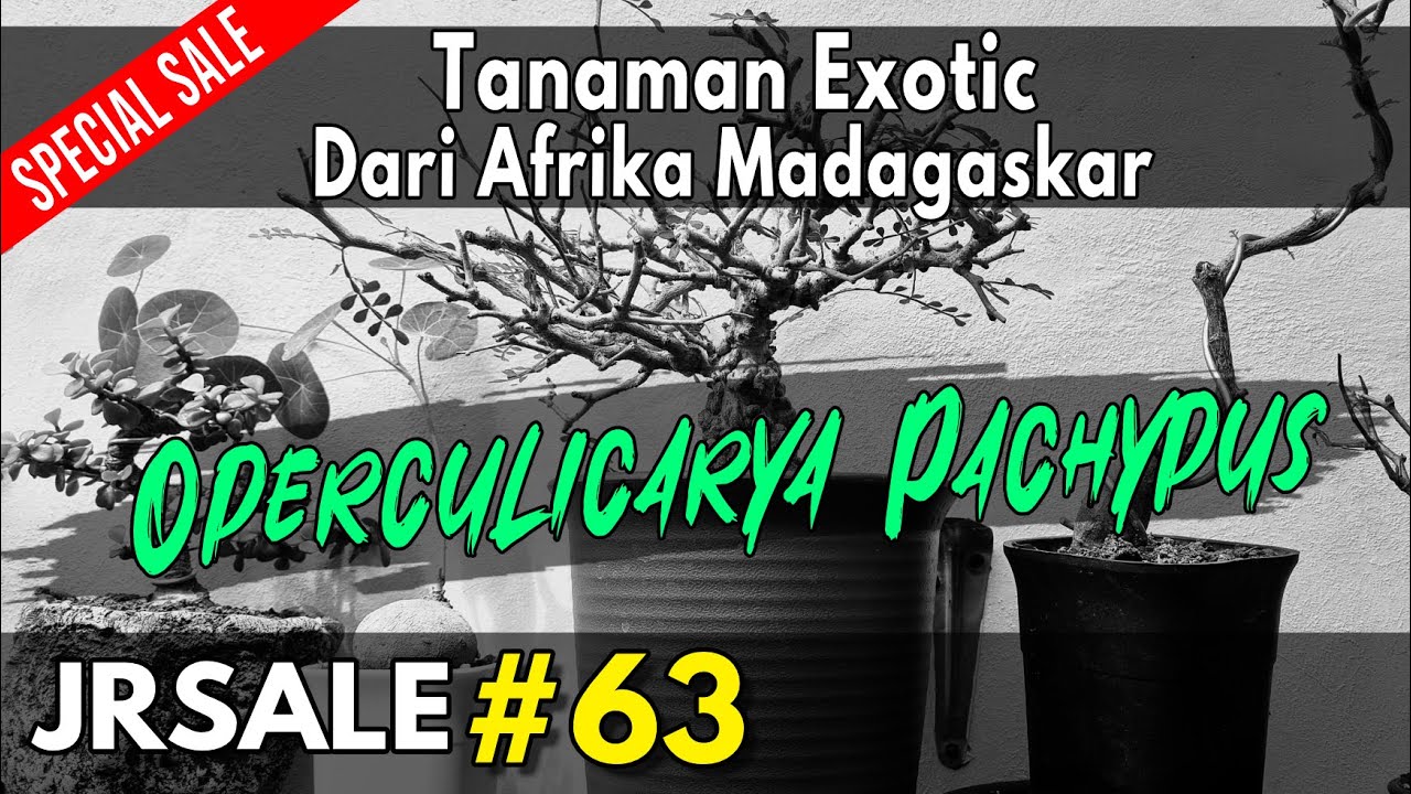Sale Tanaman Exotic Operculicarya Pachypus Dari Afrika Madagaskar JRSALE 63