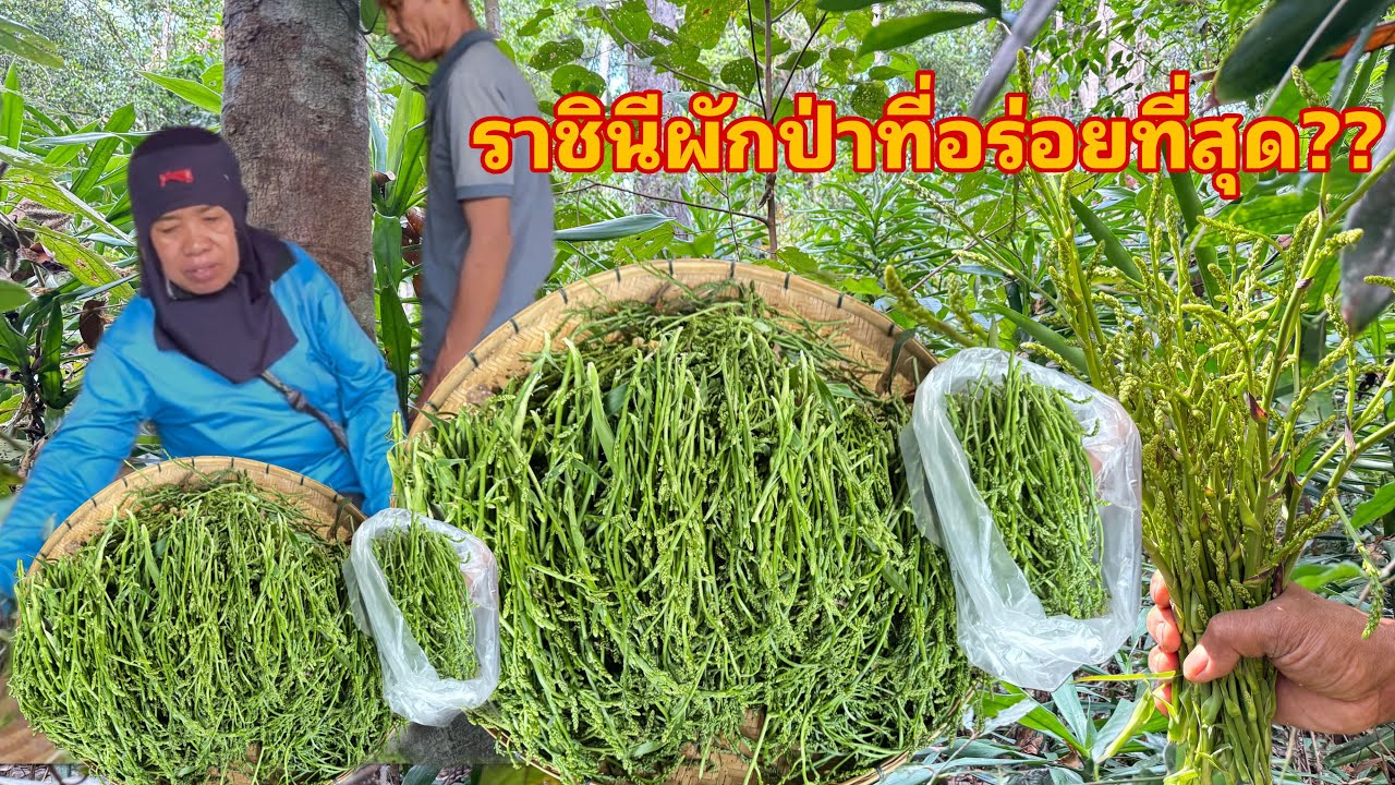เข้าป่าเจอราชินีผักป่าที่อร่อยที่สุด!!!ใครเคยกินบ้าง? ผักป่าหายากดอกคอนแคนป่ารสชาติหวานอร่อย 19/2/69