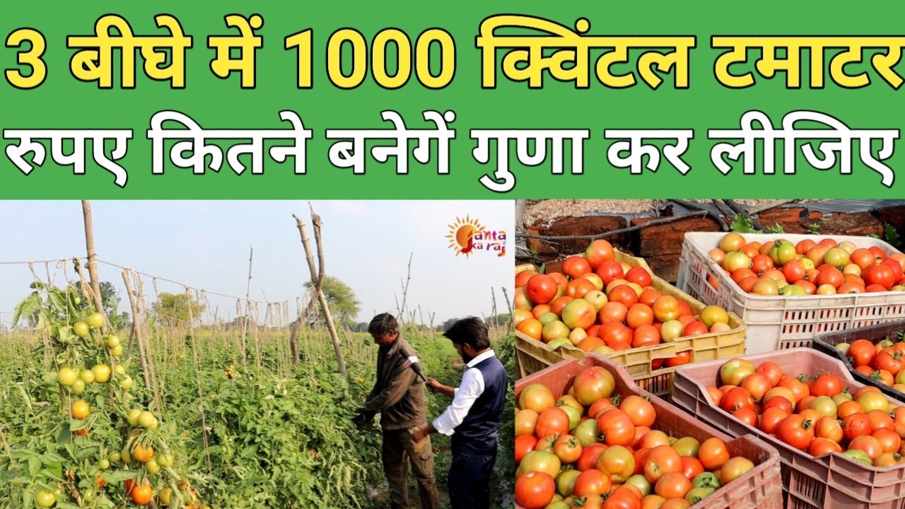 Tamatar ki kheti से लाखों की कमाई | Tomatoesfarming - Tamatar ki kheti karne ka tarika- Janta ka raj