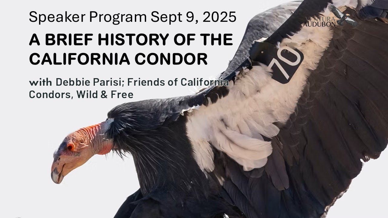 Beach Naturalist Presentation