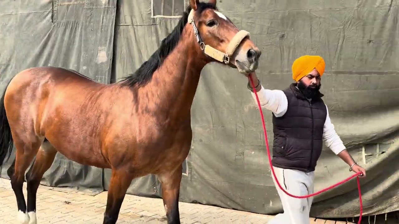 We bought a new mare for riding 