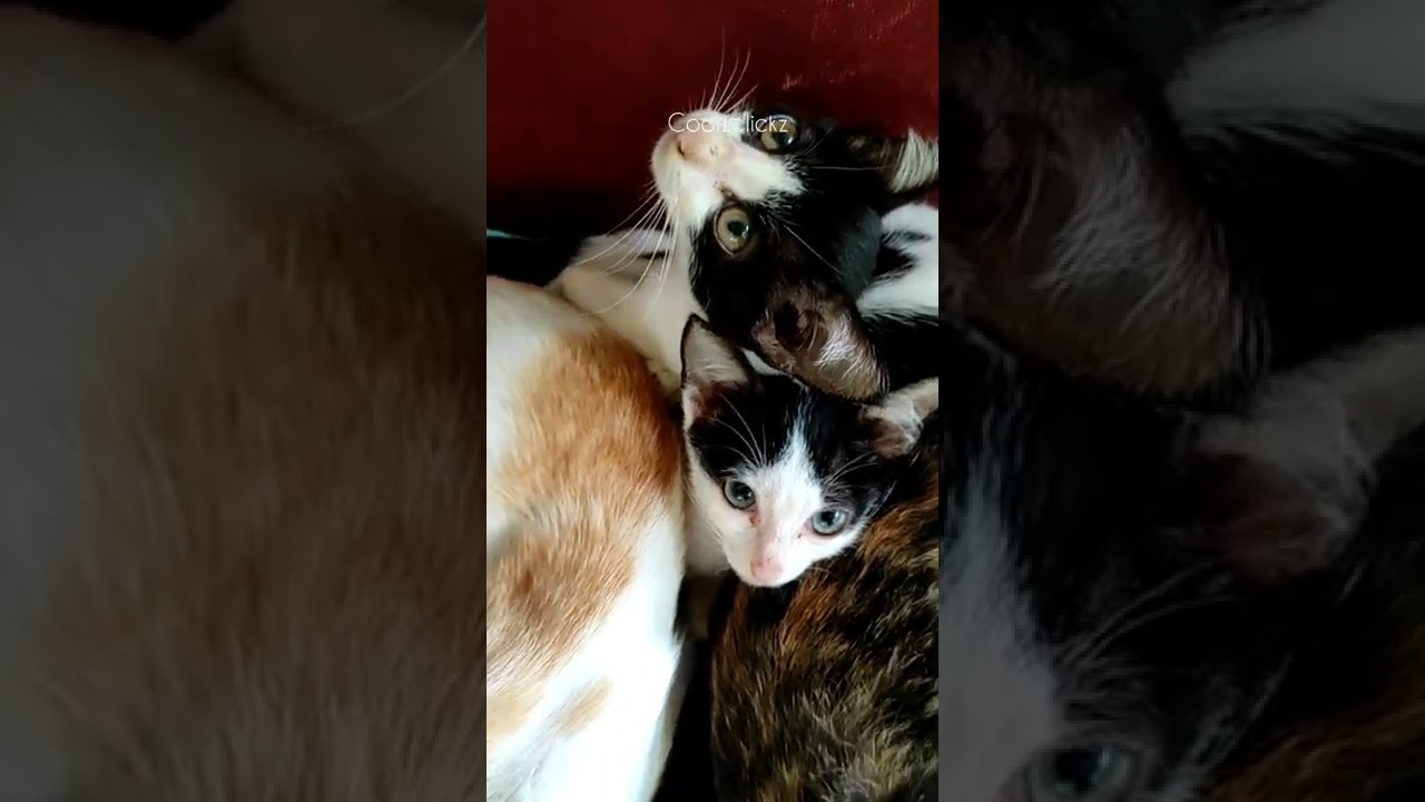 Sleeping time | Colorful Cats in deep sleep 😴 | Somewhere Southwest