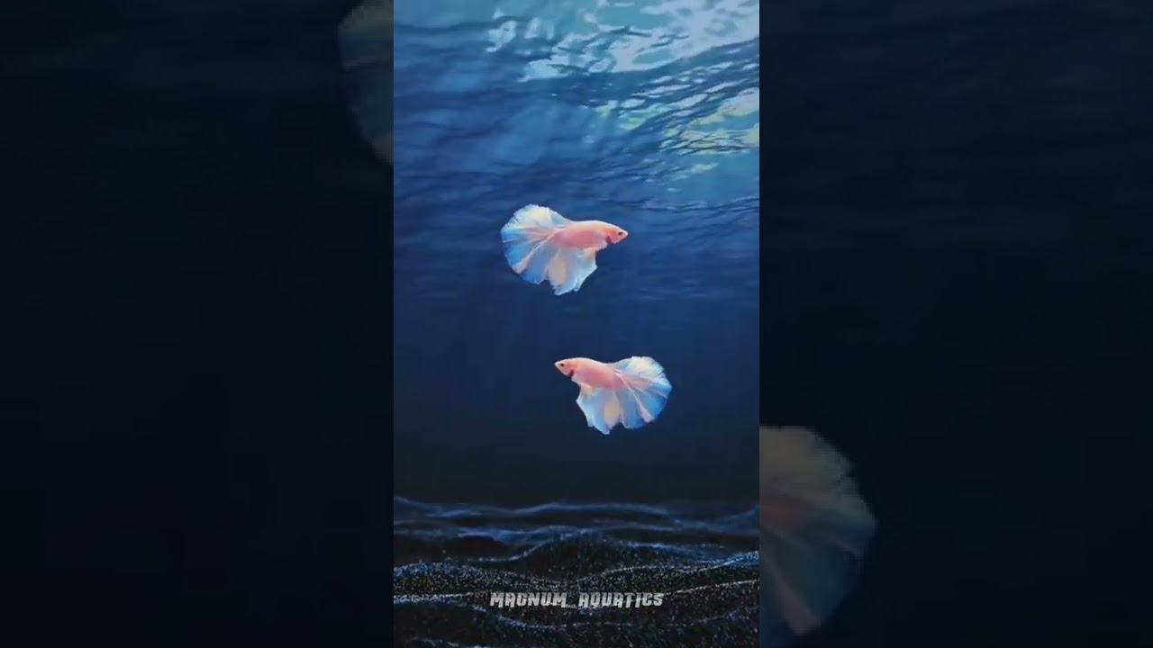 Pink Fullmoon Betta Fish | Magnum Aquatics