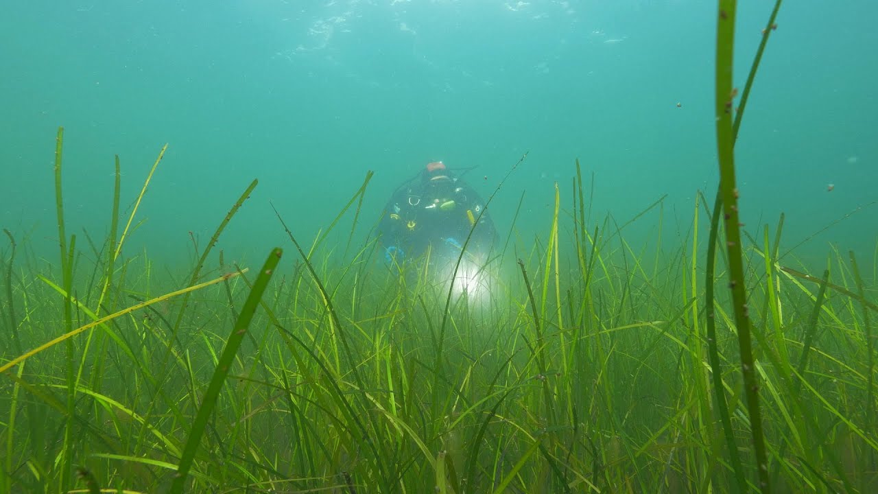Ålegræs en blomsterplante i havet