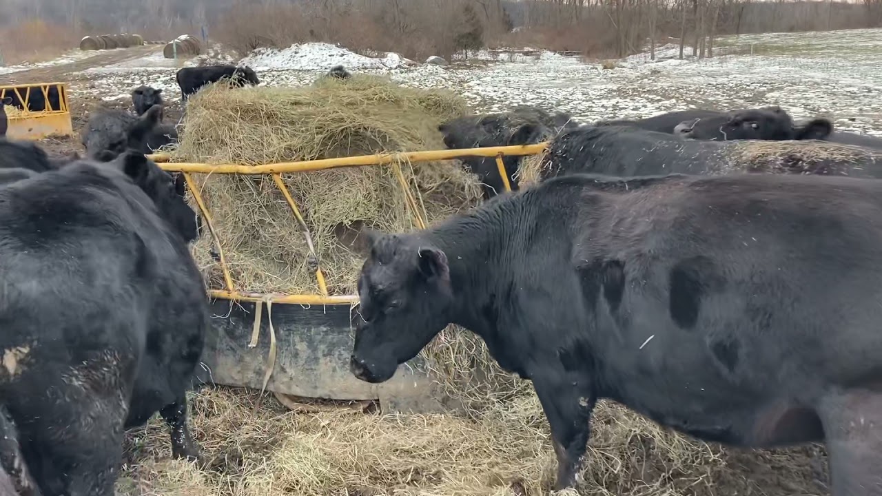 Hi- moisture hay - wrapped vs. not wrapped aerobic comparisons