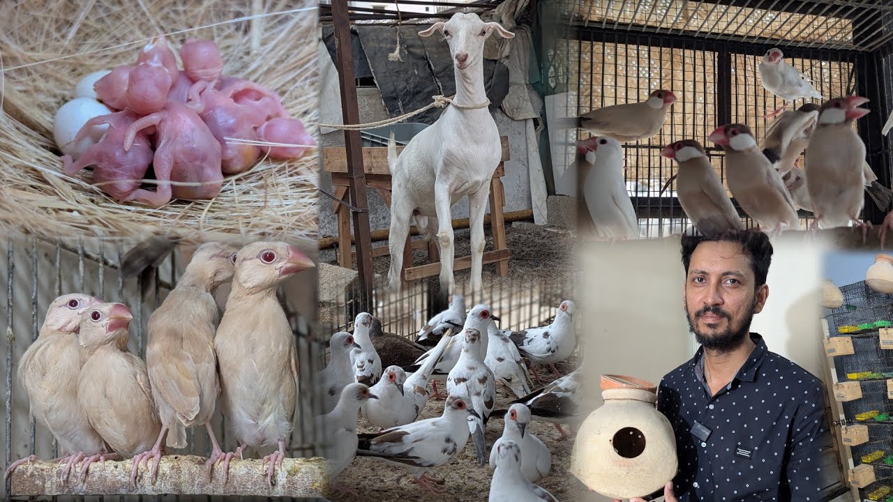 Roof Top Hogoromo Doves Mutation Bakre Fawn Java Pastle Fawn Java ||Vlog with osama