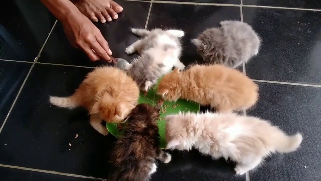 Pertumbuhan kucing persia usia 1 hari s.d 1 bulan