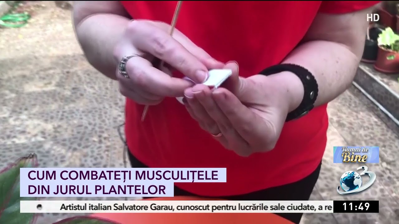 Cum combateţi musculiţele din jurul plantelor fără substanţe chimice