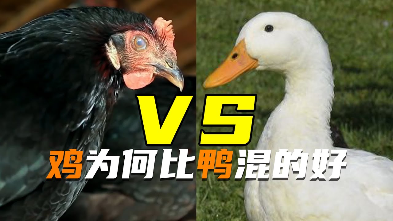 同樣是家禽，人們為何更喜歡吃雞？鴨為什麼混得沒雞好？
