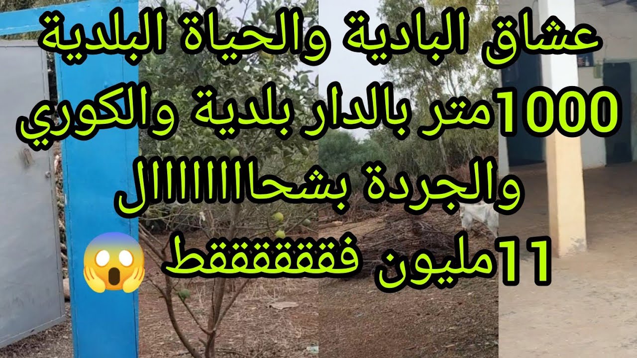 منزل بدوي مساحته 1000متر بمنزل بلدي وجردة والكوري@عقارات الشيخ