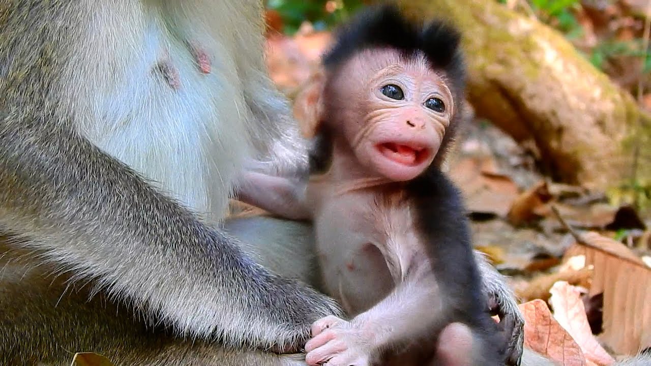 No Understand! What Is Cute Baby AMINA Speaking? Baby wanna Food Or Milk...!