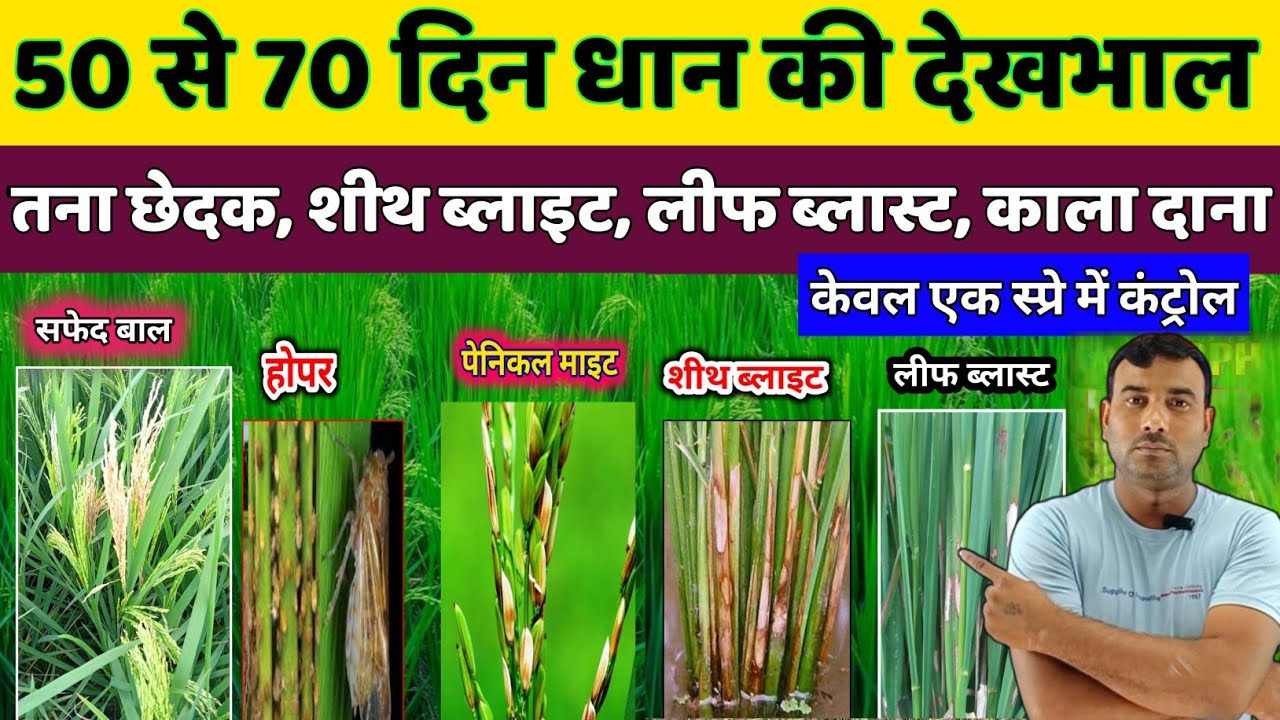 50 से 70 दिन पर धान की देखभाल कैसे करें//धान में तना छेदक, शीथ  ब्लाइट, लीफ ब्लास्ट होपर की दवा /धान
