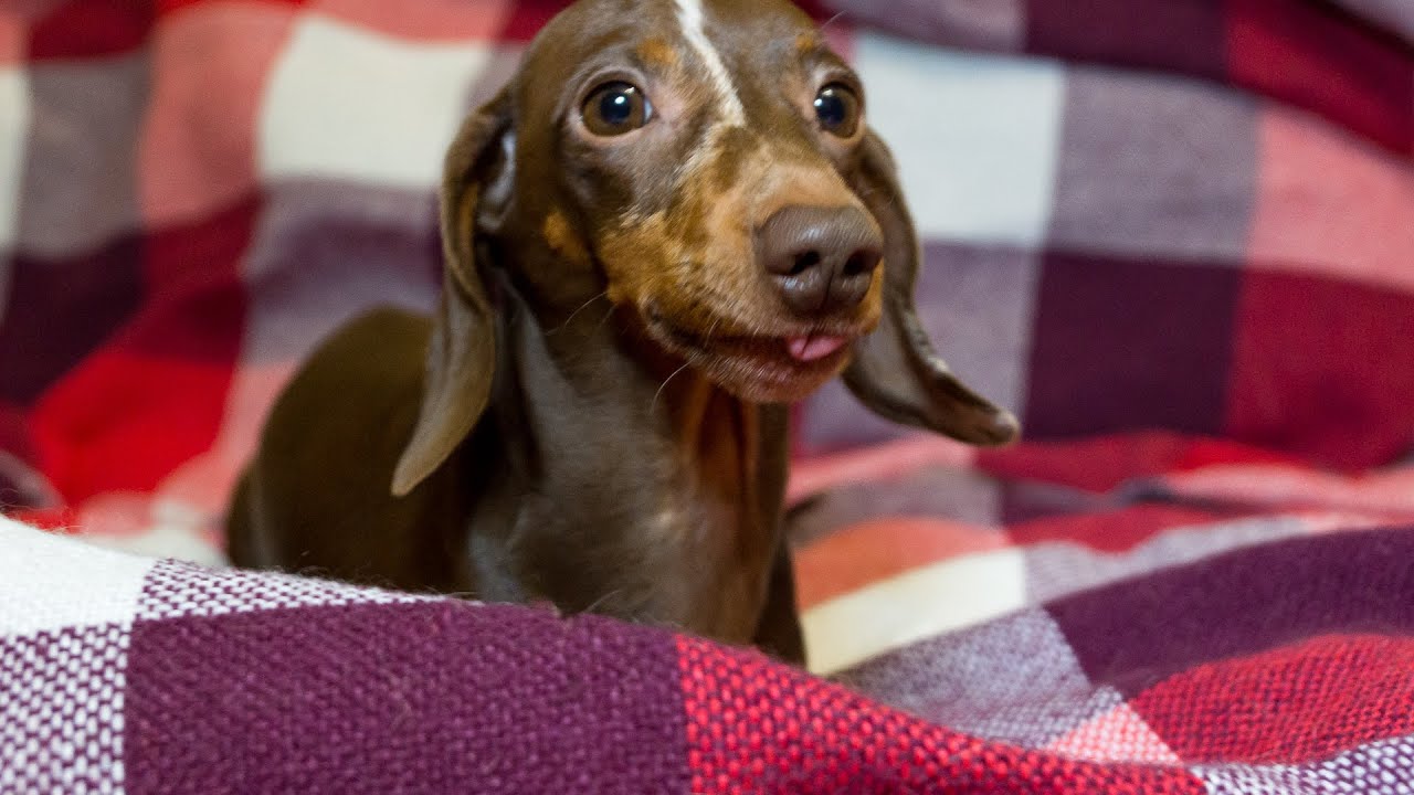 My favorite plaid blanket