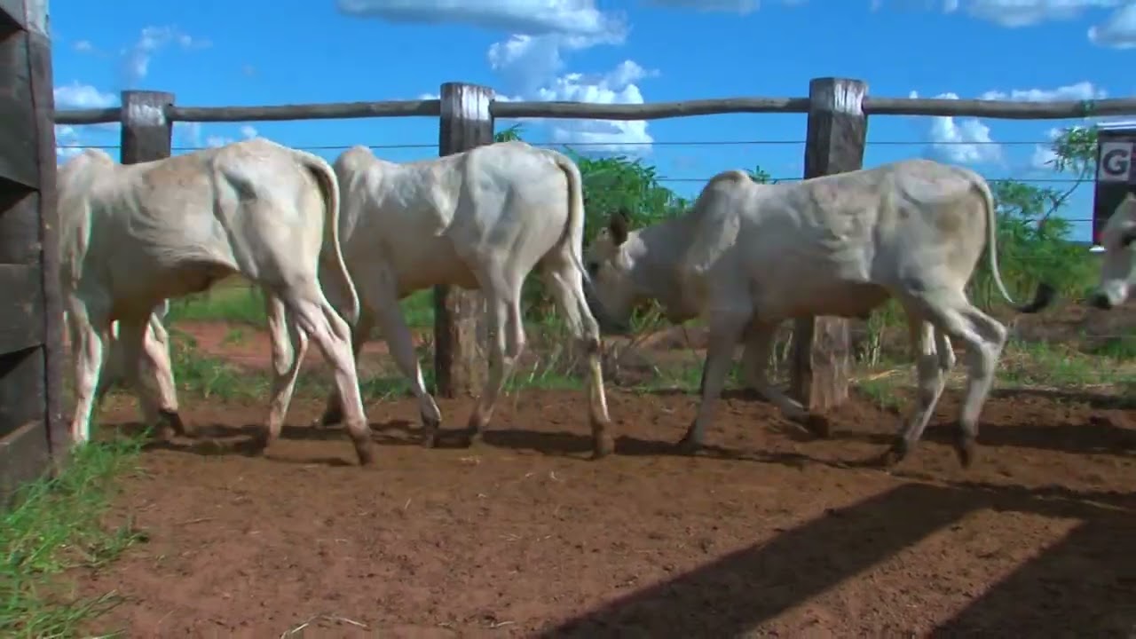 LOTE G3 - 35 MACHOS NELORE 12/24 MESES 279KG - 30 KM DE RIBAS DO RIO PARDO/MS - SENT. CAMAPUÃ