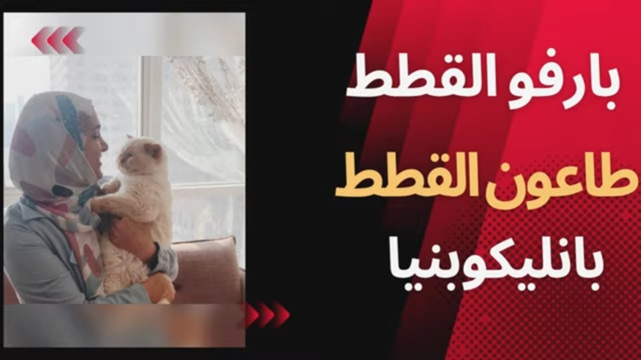 الفيروس القاتل للقطط بارفو القطط الأسباب والأعراض والعلاج والحماية من طاعون القطط أو البانليكوبنيا.