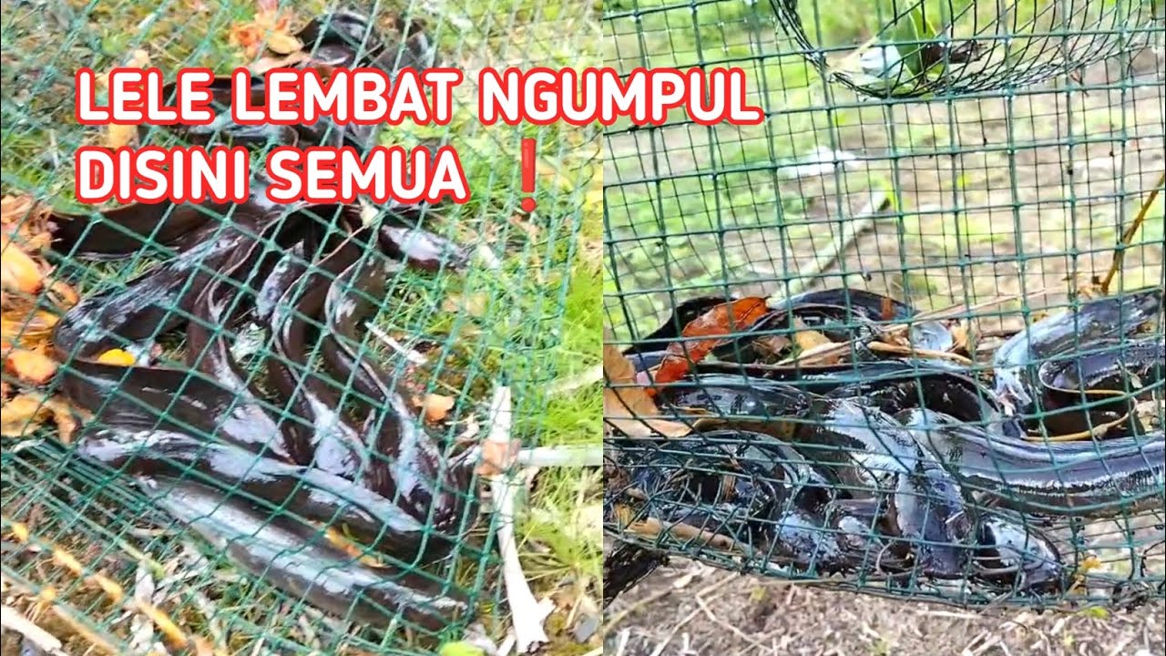 PERANGKAP LEMBAT, Lele lembat ngumpul disini semua #bubulembat 