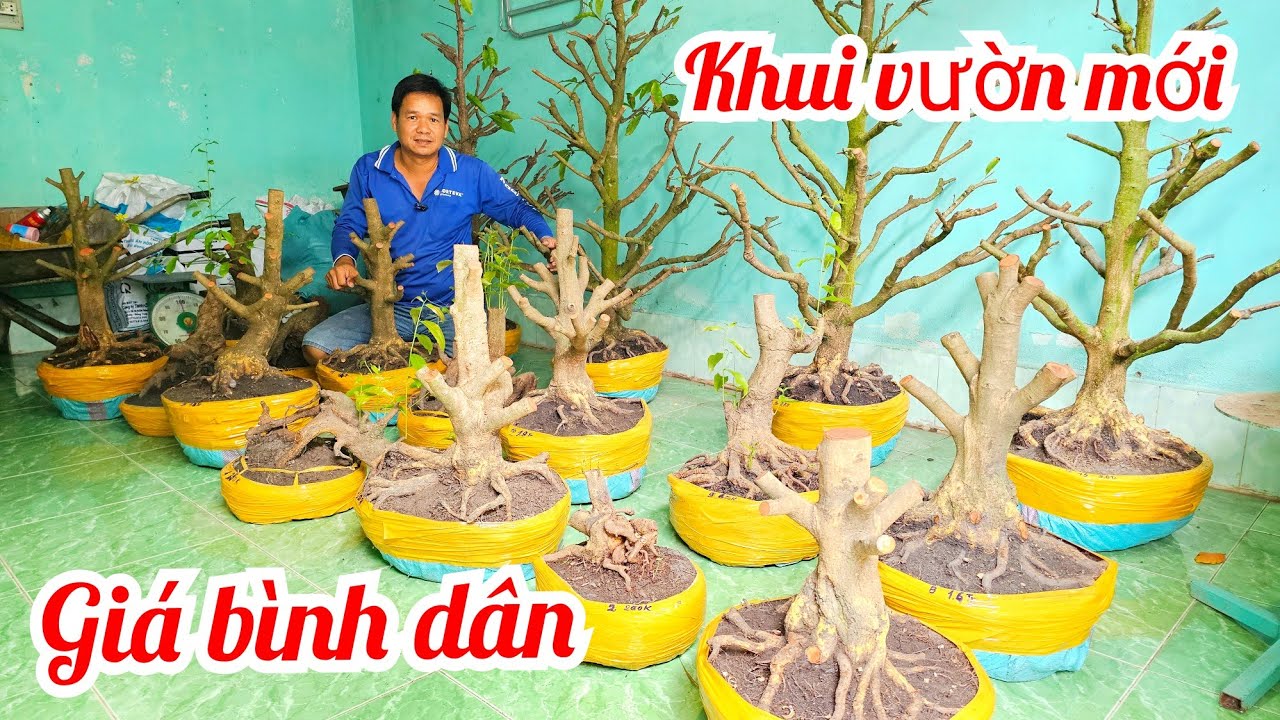 A Tí 📲 O979427OO3 khui vườn mới trực búp măng mai vàng vườn giá rẻ 4/3 Chợ Gạo (@MaiVàngQuêDừa)