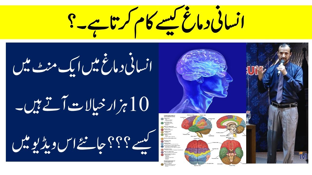 How to Work Brain in Human system l MES Edu l Waheed Akhter