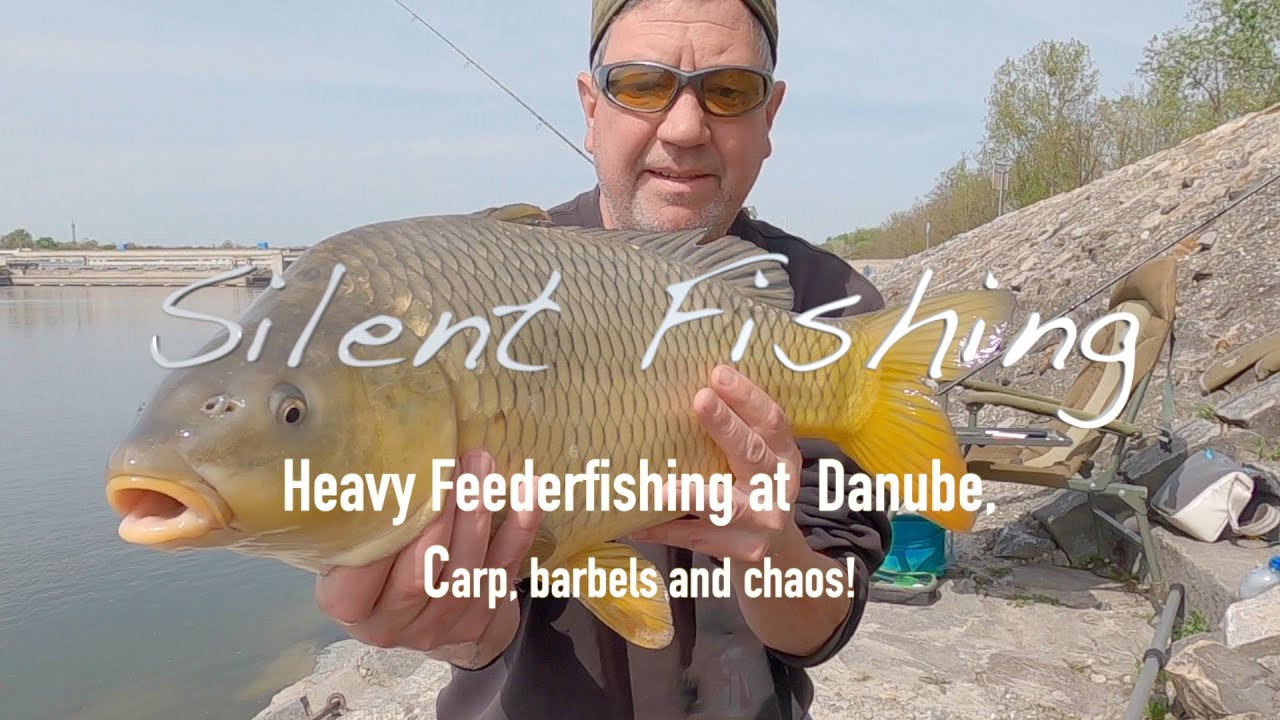 Heavy Feederfishing at Danube! Carp, barbels and chaos.#fishing #river #carp